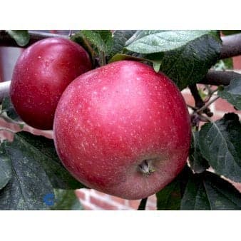 Se Æble 'Amorosa' Dværgtræ, 3-5 grene, 6,7 liter potte, 80-100 cm. ❤ Stort online udvalg i Plantetorvet ❤ Hurtig levering: 1 - 2 Hverdage samt billig fragt - Varenummer: PTT-90202 og barcode / Ean: på lager - Udsalg på Frugttræer & Frugtbuske > Æble Spar op til 57% - Over 785 kendte brands på udsalg