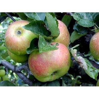 Se Æble 'Bramley' 4-8 grene, 150-200 cm. 10 liter potte (A-2) ❤ Kæmpe udvalg i Plantetorvet ❤ Hurtig levering: 1 - 2 Hverdage samt billig fragt - Varenummer: PTT-98120 og barcode / Ean: på lager - Udsalg på Frugttræer & Frugtbuske > Æble Spar op til 53% - Over 785 kendte brands på udsalg