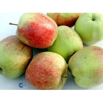 Se Æble 'Nonnetit Flaskeæble' 4-8 grene, 150-200 cm. 10 liter potte (A-2) ❤ Kæmpe udvalg i Plantetorvet ❤ Hurtig levering: 1 - 2 Hverdage samt billig fragt - Varenummer: PTT-97022 og barcode / Ean: på lager - Udsalg på Frugttræer & Frugtbuske > Æble Spar op til 66% - Over 1160 kendte mærker på udsalg