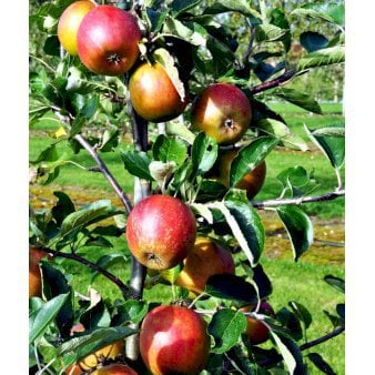 Se Æble 'Holsteiner Cox' Grundstamme: A-2 4-8 grene, 150-200 cm. 10 liter potte (A-2) ✔ Kæmpe udvalg i  Plantetorvet - Køb online på udsalg og tilbud lige nu ✔ Hurtig levering: 1 - 2 Hverdage samt billig fragt - Varenummer: PTT-98123 og barcode / Ean:  på lager - Udsalg på Frugttræer & Frugtbuske > Æble Spar op til 54% - Over 1334 design brands på udsalg