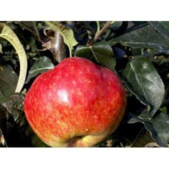 Se Æble 'Katinka' 4-8 grene. 3-4 års. Potte 37,5 liter,- 180-220 cm. ✔ Kæmpe udvalg i Plantetorvet ✔ Hurtig levering: 1 - 2 Hverdage samt billig fragt - Varenummer: PTT-90287 og barcode / Ean: på lager - Udsalg på Frugttræer & Frugtbuske > Æble Spar op til 54% - Over 1354 design brands på udsalg