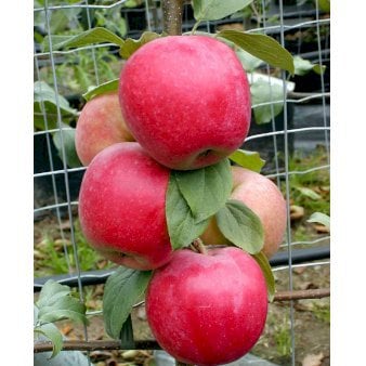 Se Æble 'Rød Ananas' ca. 2,5-3,5 m. Træ med sidegrene,- stammeomkreds 8-10 cm. med klump ✔ Kæmpe udvalg i  Plantetorvet - Køb online på udsalg og tilbud lige nu ✔ Hurtig levering: 1 - 2 Hverdage samt billig fragt - Varenummer: PTT-52429 og barcode / Ean:  på lager - Udsalg på Frugttræer & Frugtbuske > Æble Spar op til 65% - Over 1334 design brands på udsalg