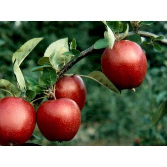 Se Æble 'Summerred' Grundstamme: M7 Havefrugttræ - A-kvalitet 4-8 grene. 120-160 cm. Potte, (M7) ✔ Kæmpe udvalg i  Plantetorvet - Køb online på udsalg og tilbud lige nu ✔ Hurtig levering: 1 - 2 Hverdage samt billig fragt - Varenummer: PTT-85581 og barcode / Ean:  på lager - Udsalg på Frugttræer & Frugtbuske > Æble Spar op til 53% - Over 1334 design brands på udsalg