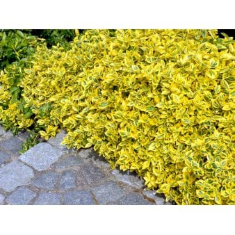 Se Benved 'Emerald Gold' Potte 0,5 liter ✔ Kæmpe udvalg i  Plantetorvet - Køb online på udsalg og tilbud lige nu ✔ Hurtig levering: 1 - 2 Hverdage samt billig fragt - Varenummer: PTT-99612 og barcode / Ean:  på lager - Udsalg på Prydbuske > Benved Spar op til 51% - Over 1334 design mærker på udsalg