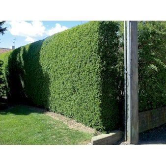 Se Liguster / Ligusterhæk 'Liga' Modulhæk 1 m (4-5 planter). - 40 liter min. 80 cm. høje ✔ Kæmpe udvalg i  Plantetorvet - Køb online på udsalg og tilbud lige nu ✔ Hurtig levering: 1 - 2 Hverdage samt billig fragt - Varenummer: PTT-99711 og barcode / Ean:  på lager - Udsalg på Hækplanter > Ligusterhæk Spar op til 59% - Over 1334 design mærker på udsalg
