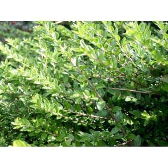 Se Lonicera nitida &