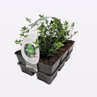 Se Lonicera nitida 'Maigrun' Bakke med 6 stk. ✔ Kæmpe udvalg i  Plantetorvet - Køb online på udsalg og tilbud lige nu ✔ Hurtig levering: 1 - 2 Hverdage samt billig fragt - Varenummer: PTT-100694 og barcode / Ean:  på lager - Udsalg på Bunddække > Myrte-Gedeblad Spar op til 53% - Over 1334 design brands på udsalg