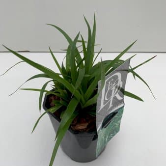 Se Skovfrytle Potte 2 liter. ❤ Kæmpe udvalg i Plantetorvet ❤ Hurtig levering: 1 - 2 Hverdage samt billig fragt - Varenummer: PTT-72262 og barcode / Ean: på lager - Udsalg på Prydgræs > Frytle Spar op til 58% - Over 1160 kendte mærker på udsalg