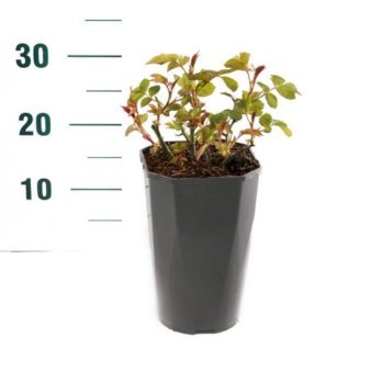 Se 'Chili Clementine' 3 Liter potte ✔ Kæmpe udvalg i  Plantetorvet - Køb online på udsalg og tilbud lige nu ✔ Hurtig levering: 1 - 2 Hverdage samt billig fragt - Varenummer: PTT-100916 og barcode / Ean:  på lager - Udsalg på Roser > Buketroser Spar op til 62% - Over 1354 design brands på udsalg