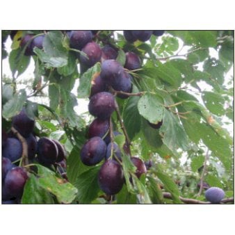 Se Sveskeblomme 'Hanita' Træ med sidegrene,- stammeomkreds 8-10 cm. med klump ✔ Kæmpe udvalg i  Plantetorvet - Køb online på udsalg og tilbud lige nu ✔ Hurtig levering: 1 - 2 Hverdage samt billig fragt - Varenummer: PTT-95745 og barcode / Ean:  på lager - Udsalg på Frugttræer & Frugtbuske > Blomme Spar op til 64% - Over 1334 design brands på udsalg