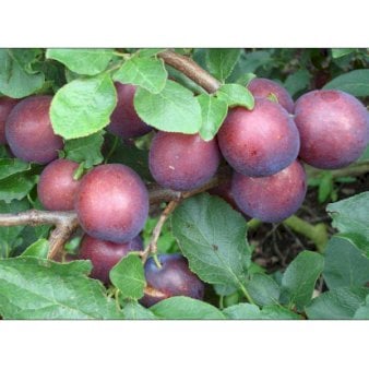 Se Blomme 'Ive' Grundstamme S.J.A 4-8 grene, Potte 10 liter, 140-180 cm. ✔ Kæmpe udvalg i  Plantetorvet - Køb online på udsalg og tilbud lige nu ✔ Hurtig levering: 1 - 2 Hverdage samt billig fragt - Varenummer: PTT-98136 og barcode / Ean:  på lager - Udsalg på Frugttræer & Frugtbuske > Blomme Spar op til 67% - Over 1334 design brands på udsalg