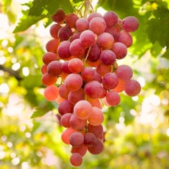 Se Vin 'Suffolk Red' Potte 3,0 liter,- 80-100 cm. ✔ Kæmpe udvalg i  Plantetorvet - Køb online på udsalg og tilbud lige nu ✔ Hurtig levering: 1 - 2 Hverdage samt billig fragt - Varenummer: PTT-99537 og barcode / Ean:  på lager - Udsalg på Frugttræer & Frugtbuske > Vinplanter Spar op til 54% - Over 1354 design brands på udsalg