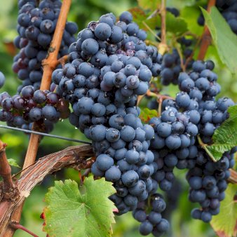 Se Vin 'Nero' Potte 3,0 liter,- 80-100 cm. ✔ Kæmpe udvalg i  Plantetorvet - Køb online på udsalg og tilbud lige nu ✔ Hurtig levering: 1 - 2 Hverdage samt billig fragt - Varenummer: PTT-99527 og barcode / Ean:  på lager - Udsalg på Frugttræer & Frugtbuske > Vinplanter Spar op til 64% - Over 1334 design mærker på udsalg