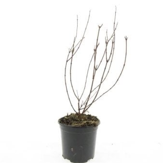 Se Uægte Jasmin 'Belle Etoile' 1,5 liter potte ✔ Kæmpe udvalg i  Plantetorvet - Køb online på udsalg og tilbud lige nu ✔ Hurtig levering: 1 - 2 Hverdage samt billig fragt - Varenummer: PTT-100282 og barcode / Ean:  på lager - Udsalg på Prydbuske > Uægte Jasmin Spar op til 62% - Over 1334 design brands på udsalg