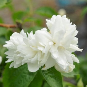 Se Uægte Jasmin &