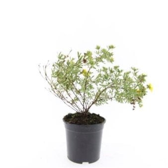 8 stk. Potentilla &