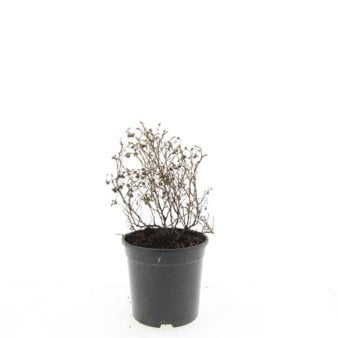 Se Potentilla 'Red Ace' 1,5 liter potte ✔ Kæmpe udvalg i  Plantetorvet - Køb online på udsalg og tilbud lige nu ✔ Hurtig levering: 1 - 2 Hverdage samt billig fragt - Varenummer: PTT-69274 og barcode / Ean:  på lager - Udsalg på Prydbuske > Potentilla Spar op til 52% - Over 1334 design mærker på udsalg