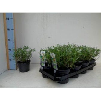 Se Rosmarin 1 liter potte ✔ Kæmpe udvalg i  Plantetorvet - Køb online på udsalg og tilbud lige nu ✔ Hurtig levering: 1 - 2 Hverdage samt billig fragt - Varenummer: PTT-60040 og barcode / Ean:  på lager - Udsalg på Krydderurter > Rosmarin Spar op til 55% - Over 1334 design brands på udsalg