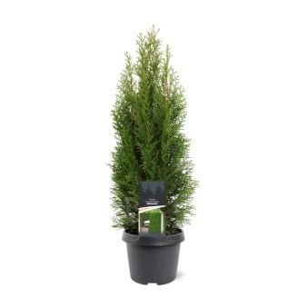 Se Modulhæk Thuja 'Smaragd' 3 Liter potte ✔ Kæmpe udvalg i  Plantetorvet - Køb online på udsalg og tilbud lige nu ✔ Hurtig levering: 1 - 2 Hverdage samt billig fragt - Varenummer: PTT-100857 og barcode / Ean:  på lager - Udsalg på Færdighæk > Modul Thujahæk Spar op til 67% - Over 1334 design brands på udsalg