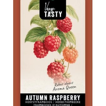 Se Efterårs Hindbær 'Aroma Queen'® 1,5 liter potte ✔ Kæmpe udvalg i  Plantetorvet - Køb online på udsalg og tilbud lige nu ✔ Hurtig levering: 1 - 2 Hverdage samt billig fragt - Varenummer: PTT-100353 og barcode / Ean:  på lager - Udsalg på Frugttræer & Frugtbuske > Hindbær Spar op til 59% - Over 1334 design brands på udsalg