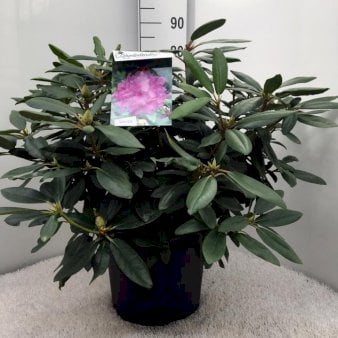 Se Rododendron 'Boursalt' Potte 20 liter,- 60-80 cm. ✔ Kæmpe udvalg i  Plantetorvet - Køb online på udsalg og tilbud lige nu ✔ Hurtig levering: 1 - 2 Hverdage samt billig fragt - Varenummer: PTT-85138 og barcode / Ean:  på lager - Udsalg på Rhododendron > Storbladede Hybrider Spar op til 54% - Over 1334 design brands på udsalg