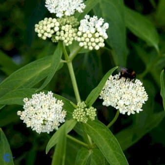 Se Rosen-Silkeplante &