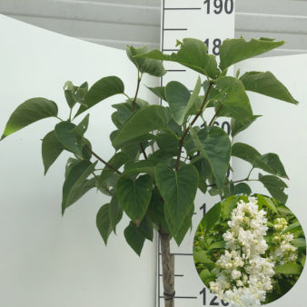 Se 'Mme Lemoine' Opstammet 120 cm. 7,5 liter potte ✔ Kæmpe udvalg i  Plantetorvet - Køb online på udsalg og tilbud lige nu ✔ Hurtig levering: 1 - 2 Hverdage samt billig fragt - Varenummer: PTT-85065 og barcode / Ean:  på lager - Udsalg på Prydbuske > Syren Spar op til 65% - Over 1334 design mærker på udsalg