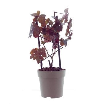 Se VINDRUE 'PURPUREA' 1,5 liter potte ✔ Kæmpe udvalg i  Plantetorvet - Køb online på udsalg og tilbud lige nu ✔ Hurtig levering: 1 - 2 Hverdage samt billig fragt - Varenummer: PTT-100713 og barcode / Ean:  på lager - Udsalg på Frugttræer & Frugtbuske > Vinplanter Spar op til 52% - Over 1334 design brands på udsalg