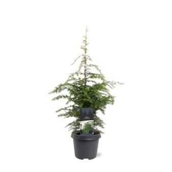 Se Østamerikansk Hemlock Potte 5,0 liter,- 60-80 cm. ✔ Kæmpe udvalg i  Plantetorvet - Køb online på udsalg og tilbud lige nu ✔ Hurtig levering: 1 - 2 Hverdage samt billig fragt - Varenummer: PTT-65216 og barcode / Ean:  på lager - Udsalg på Nåletræer > Skarntydegran Spar op til 52% - Over 1354 design brands på udsalg