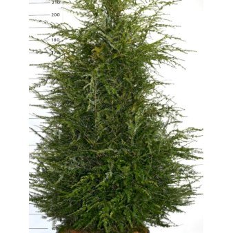 Se Østamerikansk Hemlock Potte 80 liter,- 150-175 cm. ✔ Kæmpe udvalg i  Plantetorvet - Køb online på udsalg og tilbud lige nu ✔ Hurtig levering: 1 - 2 Hverdage samt billig fragt - Varenummer: PTT-99262 og barcode / Ean:  på lager - Udsalg på Nåletræer > Skarntydegran Spar op til 54% - Over 1334 design mærker på udsalg