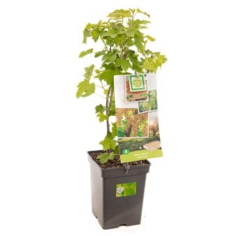 Se Ribs 'Weisse Parel' Potte 4,0 liter,- 40-60 cm. ✔ Kæmpe udvalg i  Plantetorvet - Køb online på udsalg og tilbud lige nu ✔ Hurtig levering: 1 - 2 Hverdage samt billig fragt - Varenummer: PTT-97148 og barcode / Ean:  på lager - Udsalg på Frugttræer & Frugtbuske > Ribs Spar op til 58% - Over 1334 design brands på udsalg