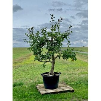 Se Æble 'Elstar' Solitær træ, Stammeomkreds 10-12 cm. med klump. ❤ Kæmpe udvalg i Plantetorvet ❤ Hurtig levering: 1 - 2 Hverdage samt billig fragt - Varenummer: PTT-98420 og barcode / Ean: på lager - Udsalg på Frugttræer & Frugtbuske > Æble Spar op til 55% - Over 785 kendte brands på udsalg