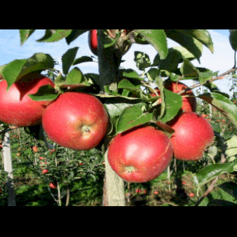 Se Æble 'Rød Belle Boskoop' 4-8 grene, 150-200 cm. 10 liter potte (A-2) ✔ Kæmpe udvalg i  Plantetorvet - Køb online på udsalg og tilbud lige nu ✔ Hurtig levering: 1 - 2 Hverdage samt billig fragt - Varenummer: PTT-95980 og barcode / Ean:  på lager - Udsalg på Frugttræer & Frugtbuske > Æble Spar op til 66% - Over 1334 design brands på udsalg