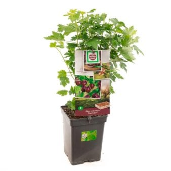 Se Stikkelsbær 'Captivator' Potte 4,0 liter,- 40-60 cm. ✔ Kæmpe udvalg i  Plantetorvet - Køb online på udsalg og tilbud lige nu ✔ Hurtig levering: 1 - 2 Hverdage samt billig fragt - Varenummer: PTT-97917 og barcode / Ean:  på lager - Udsalg på Frugttræer & Frugtbuske > Stikkelsbær Spar op til 58% - Over 1334 design brands på udsalg