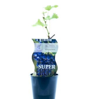 Se Vin 'Boskoop Glory' 1 liter potte ✔ Kæmpe udvalg i  Plantetorvet - Køb online på udsalg og tilbud lige nu ✔ Hurtig levering: 1 - 2 Hverdage samt billig fragt - Varenummer: PTT-100711 og barcode / Ean:  på lager - Udsalg på Frugttræer & Frugtbuske > Vinplanter Spar op til 63% - Over 1334 design brands på udsalg