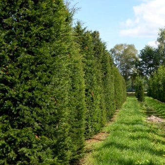 Se Takshæk Med klump,- 160-180 cm. ✔ Kæmpe udvalg i  Plantetorvet - Køb online på udsalg og tilbud lige nu ✔ Hurtig levering: 1 - 2 Hverdage samt billig fragt - Varenummer: PTT-77404 og barcode / Ean:  på lager - Udsalg på Hækplanter > Taks Spar op til 66% - Over 1334 design mærker på udsalg