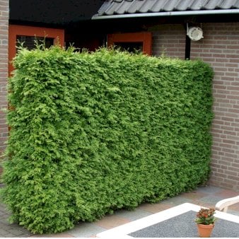 Se Hækthuja 'Brabant' Med klump,- 160-180 cm. ✔ Kæmpe udvalg i  Plantetorvet - Køb online på udsalg og tilbud lige nu ✔ Hurtig levering: 1 - 2 Hverdage samt billig fragt - Varenummer: PTT-67463 og barcode / Ean:  på lager - Udsalg på Hækplanter > Thuja Spar op til 59% - Over 1334 design mærker på udsalg