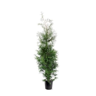 Se Hækthuja 'Brabant' Potte 10 liter 150-175 cm. ✔ Kæmpe udvalg i  Plantetorvet - Køb online på udsalg og tilbud lige nu ✔ Hurtig levering: 1 - 2 Hverdage samt billig fragt - Varenummer: PTT-66833 og barcode / Ean:  på lager - Udsalg på Hækplanter > Thuja Spar op til 61% - Over 1334 design mærker på udsalg