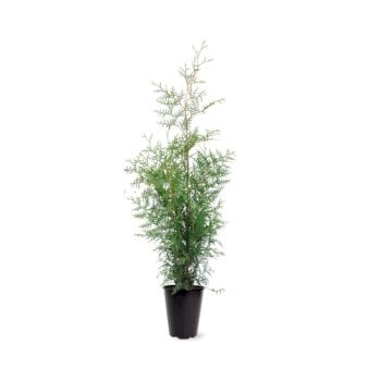 Se Hækthuja 'Brabant' Potte 4,0 liter,- 80-100 cm. ✔ Kæmpe udvalg i  Plantetorvet - Køb online på udsalg og tilbud lige nu ✔ Hurtig levering: 1 - 2 Hverdage samt billig fragt - Varenummer: PTT-98670 og barcode / Ean:  på lager - Udsalg på Hækplanter > Thuja Spar op til 64% - Over 1334 design mærker på udsalg