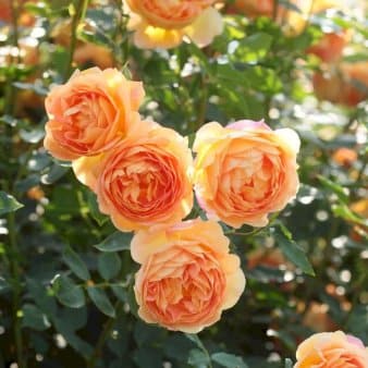 Se 'Lady of Shalott' ❤ Kæmpe udvalg i Plantetorvet ❤ Hurtig levering: 1 - 2 Hverdage samt billig fragt - Varenummer: PTT-75492 og barcode / Ean: på lager - Udsalg på Roser > Austin Roser Spar op til 63% - Over 785 kendte brands på udsalg