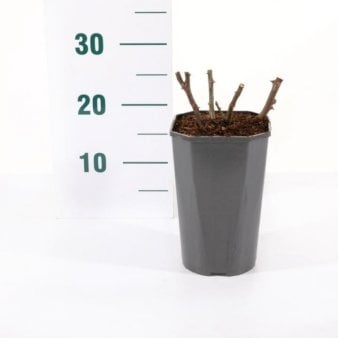 Se 'Marlena' ✔ Kæmpe udvalg i  Plantetorvet - Køb online på udsalg og tilbud lige nu ✔ Hurtig levering: 1 - 2 Hverdage samt billig fragt - Varenummer: PTT-93050 og barcode / Ean:  på lager - Udsalg på Roser > Buketroser Spar op til 65% - Over 1334 design brands på udsalg