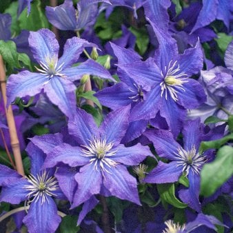 Se Klematis &