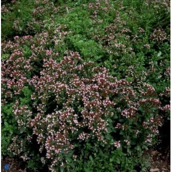 Se 28 stk. Oregano &