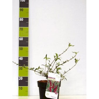 Se Sommerfuglebusk 'Royal Red' Potte 4,0 liter,- 40-50 cm. ✔ Kæmpe udvalg i  Plantetorvet - Køb online på udsalg og tilbud lige nu ✔ Hurtig levering: 1 - 2 Hverdage samt billig fragt - Varenummer: PTT-91285 og barcode / Ean:  på lager - Udsalg på Prydbuske > Sommerfuglebusk Spar op til 66% - Over 1334 design mærker på udsalg