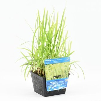 Se 3 stk. Høj Sødgræs 3,5 liter potte ✔ Kæmpe udvalg i  Plantetorvet - Køb online på udsalg og tilbud lige nu ✔ Hurtig levering: 1 - 2 Hverdage samt billig fragt - Varenummer: PTT-100581 og barcode / Ean:  på lager - Udsalg på Vandplanter > Høj Sødgræs Spar op til 62% - Over 1334 design brands på udsalg