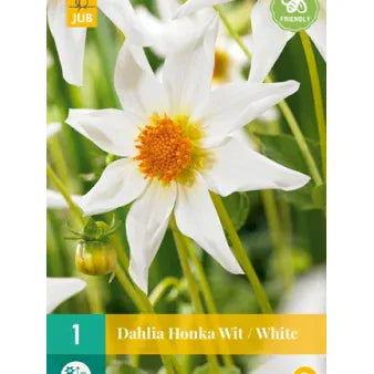 Se Dahlia Honka Wit / White ✔ Kæmpe udvalg i  Plantetorvet - Køb online på udsalg og tilbud lige nu ✔ Hurtig levering: 1 - 2 Hverdage samt billig fragt - Varenummer: PTT-99120 og barcode / Ean:  på lager - Udsalg på Blomsterløg > Dahlia Spar op til 67% - Over 1354 design brands på udsalg