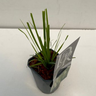 Se Lav Pampasgræs 'Pumila' Potte 1,0 liter,- 25-30 cm. ✔ Kæmpe udvalg i  Plantetorvet - Køb online på udsalg og tilbud lige nu ✔ Hurtig levering: 1 - 2 Hverdage samt billig fragt - Varenummer: PTT-97952 og barcode / Ean:  på lager - Udsalg på Prydgræs > Pampasgræs Spar op til 67% - Over 1334 design mærker på udsalg