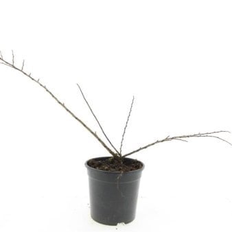 Se Cotoneaster Nanshan 1,5 liter potte ✔ Kæmpe udvalg i  Plantetorvet - Køb online på udsalg og tilbud lige nu ✔ Hurtig levering: 1 - 2 Hverdage samt billig fragt - Varenummer: PTT-100260 og barcode / Ean:  på lager - Udsalg på Prydbuske > Dværgmispel Spar op til 57% - Over 1334 design brands på udsalg