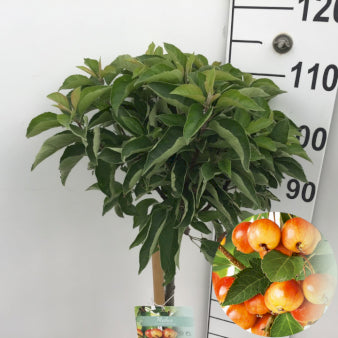 Se Paradisæble 'Pom'zai' Courtabri' Opstammet 80 cm. 7,5 liter potte ✔ Kæmpe udvalg i  Plantetorvet - Køb online på udsalg og tilbud lige nu ✔ Hurtig levering: 1 - 2 Hverdage samt billig fragt - Varenummer: PTT-98746 og barcode / Ean:  på lager - Udsalg på Frugttræer & Frugtbuske > Paradisæble Spar op til 63% - Over 1334 design mærker på udsalg