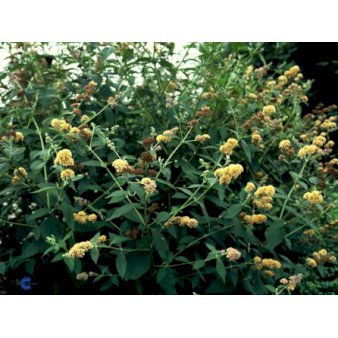 Se Sommerfuglebusk 'Sungold' 3,0 liter potte ✔ Kæmpe udvalg i  Plantetorvet - Køb online på udsalg og tilbud lige nu ✔ Hurtig levering: 1 - 2 Hverdage samt billig fragt - Varenummer: PTT-83397 og barcode / Ean:  på lager - Udsalg på Prydbuske > Sommerfuglebusk Spar op til 61% - Over 1354 design brands på udsalg